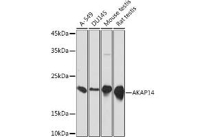 Western blot analysis of extracts of various cell lines, using  Rabbit mAb (ABIN7265351) at 1:1000 dilution. (AKAP14 Antikörper)