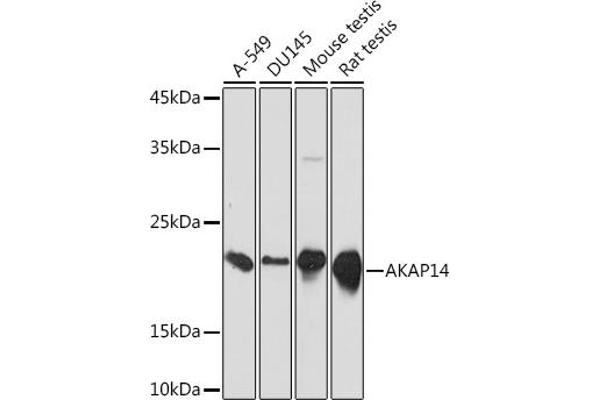 AKAP14 Antikörper
