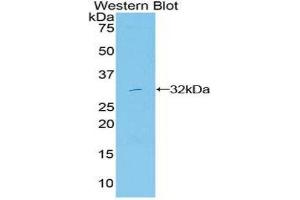 Western Blotting (WB) image for anti-Mitogen-Activated Protein Kinase 11 (MAPK11) (AA 38-277) antibody (ABIN3206665) (MAPK11 Antikörper  (AA 38-277))