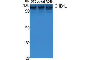 Western Blotting (WB) image for anti-Chromodomain Helicase DNA Binding Protein 1-Like (CHD1L) (Internal Region) antibody (ABIN3187596) (CHD1L Antikörper  (Internal Region))