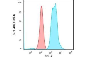 Flow Cytometric Analysis of PFA-fixed K562 cells using Fascin-1 Mouse Monoclonal Antibody (FSCN1/416) followed by Goat anti-Mouse IgG-CF488 (Blue); Isotype Control (Red) (Fascin Antikörper)