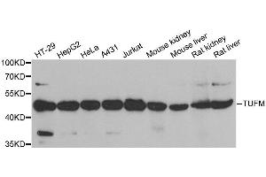 Western blot analysis of extracts of various cell lines, using TUFM antibody.