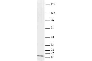 Histone H3 dimethyl Lys9 antibody tested by Western blot. (Histone 3 Antikörper  (H3K9me2))
