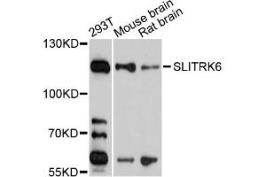 Western blot analysis of extracts of various cell lines, using SLITRK6 antibody (ABIN1875604) at 1:1000 dilution. (SLITRK6 Antikörper)