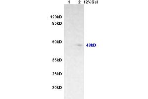 Lane 1: rat brain lysates Lane 2: rat heart lysates probed with Anti phospho-GFAP (Ser8) Polyclonal Antibody, Unconjugated (ABIN800838) at 1:200 in 4 °C. (GFAP Antikörper  (pSer8))