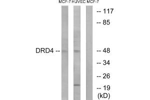 Western Blotting (WB) image for anti-Dopamine Receptor D4 (DRD4) (C-Term) antibody (ABIN1852847) (DRD4 Antikörper  (C-Term))