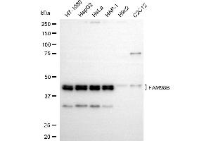 Western blotting analysis using FAM98B antibody (ABIN7798562). (Rekombinanter FAM98B Antikörper)