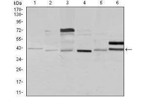 Western blot analysis using NCK1 mouse mAb against Jurkat (1), HeLa (2), HEK293 (3), A431 (4), K562 (5), and COS7 (6) cell lysate. (NCK1 Antikörper)