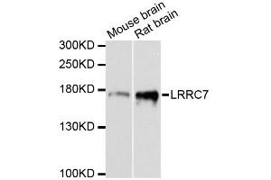Western blot analysis of extracts of various cell lines, using LRRC7 antibody. (LRRC7 Antikörper)