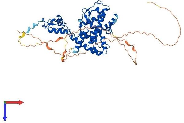 Retinoic Acid Receptor beta Protein (AA 1-482) (His tag)
