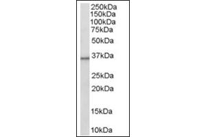 Image no. 1 for anti-Hydroxysteroid (11-Beta) Dehydrogenase 1 (HSD11B1) (C-Term) antibody (ABIN374504) (HSD11B1 Antikörper  (C-Term))