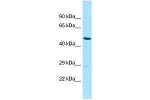 WB Suggested Anti-SLC35B2 Antibody Titration: 1.