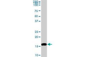 NME2 monoclonal antibody (M06), clone 1D3. (NME2 Antikörper  (AA 51-152))