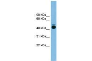 Image no. 1 for anti-G Protein-Coupled Receptor 87 (GPR87) (AA 251-300) antibody (ABIN6744725) (GPR87 Antikörper  (AA 251-300))