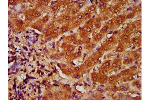 IHC image of ABIN7172799 diluted at 1:200 and staining in paraffin-embedded human liver tissue performed on a Leica BondTM system. (Transferrin Receptor 2 Antikörper  (AA 534-605))