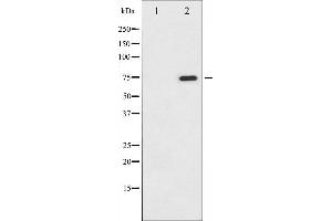 Western blot analysis of C-RAF phosphorylation expression in PMA treated NIH-3T3 whole cell lysates,The lane on the left is treated with the antigen-specific peptide.
