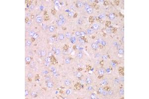 Immunohistochemistry of paraffin-embedded rat brain using TXN2 antibody (ABIN6291019) at dilution of 1:100 (40x lens). (TXN2 Antikörper)