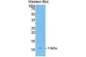 Western blot analysis of recombinant Rat bTG. (beta-Thromboglobulin Antikörper  (AA 46-107))