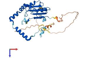 METTL8 Protein (AA 1-281) (His tag)