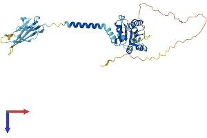 SIGIRR Protein (AA 1-410) (His tag)