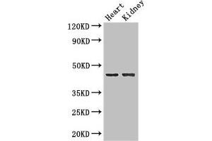 Western Blot Positive WB detected in: Mouse heart tissue, Mouse kidney tissue All lanes: NRXN1 antibody at 2 μg/mL Secondary Goat polyclonal to rabbit IgG at 1/50000 dilution Predicted band size: 47, 51, 162, 165, 170, 16 kDa Observed band size: 47 kDa (Neurexin 1 Antikörper  (AA 184-363))