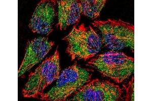 Fluorescent confocal image of HeLa cell stained with LSD1 antibody. (LSD1 Antikörper  (AA 108-142))