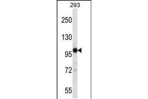 Western blot analysis in 293 cell line lysates (35ug/lane). (TRPM4 Antikörper  (C-Term))
