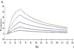 Surface Plasmon Resonance (SPR) image for Interleukin 5 (IL5) (AA 20-134) protein (His-Avi Tag) (ABIN7274954)