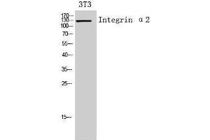 Western Blotting (WB) image for anti-Integrin alpha 2 (ITGA2) (Internal Region) antibody (ABIN3178934) (ITGA2 Antikörper  (Internal Region))