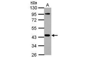 Image no. 2 for anti-NCK Adaptor Protein 1 (NCK1) (AA 53-333) antibody (ABIN1499652) (NCK1 Antikörper  (AA 53-333))
