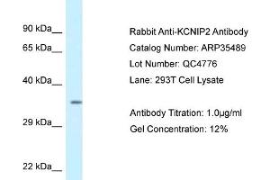 WB Suggested Anti-KCNIP2 Antibody   Titration: 1.