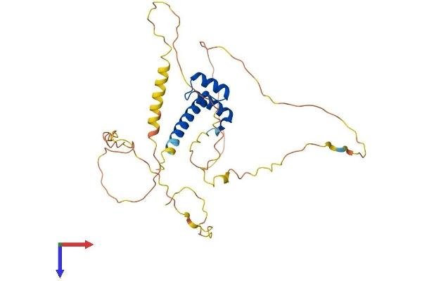 HOXD11 Protein (AA 1-323) (His tag)