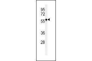 Western blot analysis of FUT6 Antibody (Center) (ABIN651118 and ABIN2840083) in HL-60 cell line lysates (35 μg/lane). (FUT6 Antikörper  (AA 102-130))