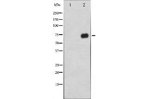 Western blot analysis of C-RAF phosphorylation expression in PMA treated 293 whole cell lysates,The lane on the left is treated with the antigen-specific peptide.