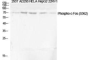 Western Blot (WB) analysis of specific cells using Phospho-c-Fos (S362) Polyclonal Antibody. (c-FOS Antikörper  (pSer362))