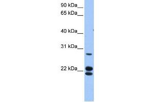 Western Blotting (WB) image for anti-Zinc Finger Protein 724, Pseudogene (ZNF724P) antibody (ABIN2459456) (ZNF724P Antikörper)