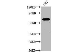 Western Blot Positive WB detected in: U87 whole cell lysate All lanes: NPRL3 antibody at 2. (Mare/Nprl3/C16orf35 Antikörper  (AA 349-482))