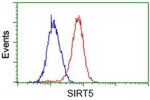 Image no. 1 for anti-Sirtuin 5 (SIRT5) antibody (ABIN1500933)