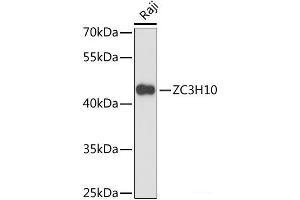 Western blot analysis of extracts of Raji cells using ZC3H10 Polyclonal Antibody at dilution of 1:3000. (ZC3H10 Antikörper)