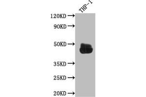 Western Blot Positive WB detected in: THP-1 whole cell lysate All lanes: CD32 antibody at 1:1000 Secondary Goat polyclonal to rabbit IgG at 1/50000 dilution Predicted band size: 35, 36 kDa Observed band size: 45 kDa (Rekombinanter FCGR2A Antikörper)