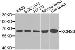 Western blot analysis of extracts of various cell lines, using KCNS3 antibody.