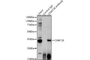 Immunoprecipitation analysis of 600 μg extracts of Mouse brain cells using 3 μg CKMT1B antibody (ABIN3017245, ABIN3017246, ABIN3017247 and ABIN6220012). (CKMT1B Antikörper  (AA 1-85))