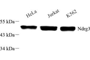 Western blot analysis of NDRG3 (ABIN7074787),at dilution of 1: 6000 (NDRG3 Antikörper)