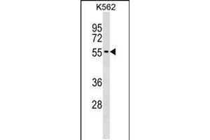Western blot analysis in K562 cell line lysates (35ug/lane). (UTP3 Antikörper  (C-Term))