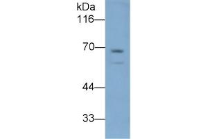 LBP Antikörper  (AA 226-480)