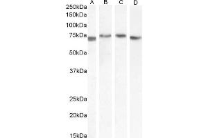 (ABIN571098) (0. (TGFBI Antikörper  (Internal Region))