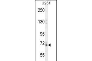 VITRN Antibody (C-term) (ABIN654464 and ABIN2844197) western blot analysis in  cell line lysates (35 μg/lane). (Vitrin Antikörper  (C-Term))