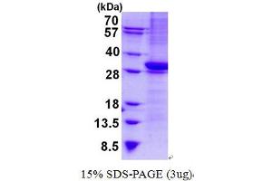 Image no. 1 for CD1b (CD1B) (AA 18-303) protein (His tag) (ABIN6387063)