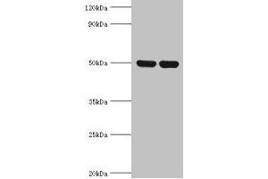 Western blot All lanes: IDH2 antibody at 5 μg/mL Lane 1: Hela whole cell lysate Lane 2: Mouse heart tissue Secondary Goat polyclonal to rabbit IgG at 1/10000 dilution Predicted band size: 51, 46 kDa Observed band size: 51 kDa (IDH2 Antikörper  (AA 193-452))