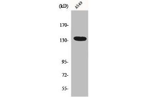 Western Blot analysis of HepG2 cells using DREG Polyclonal Antibody (ADGRG6 (C-Term) Antikörper)